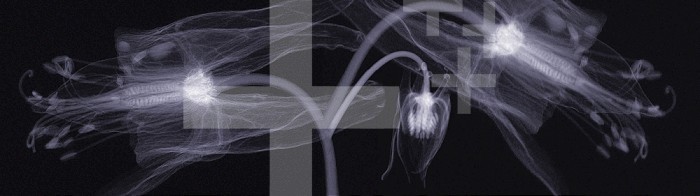 X-ray of Columbine flowers