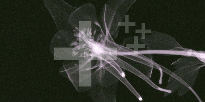 X-ray of a Columbine flower