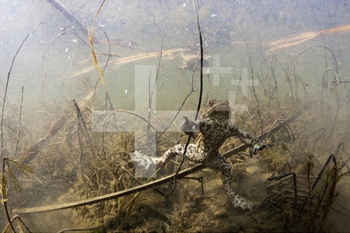 Underwater view of a Toad in a pond (Bufo bufo), Germany