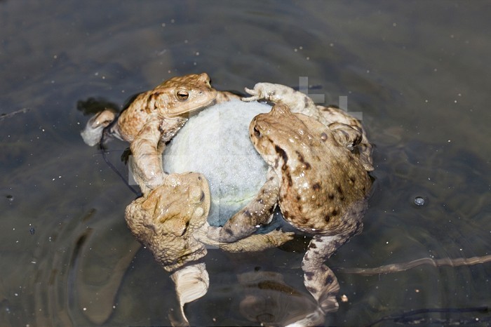 Toads clinging to a floating tennis ball in a pond during the mating season (Bufo bufo), Germany