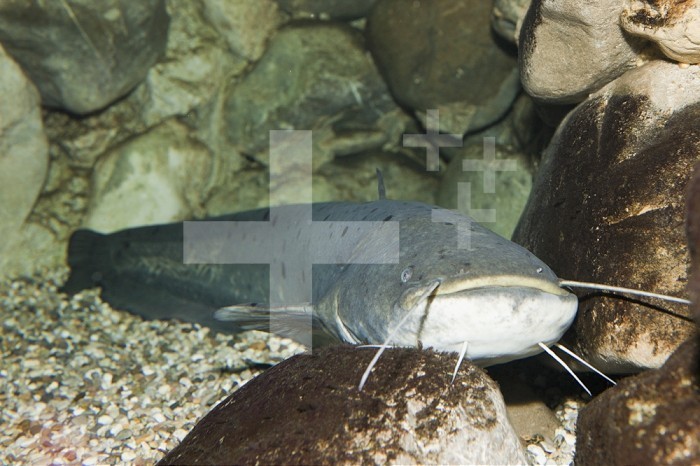 Wels Catfish (Siluris glanis), Caspian Sea area, Russia