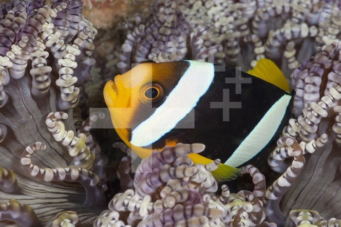 Clark´s Anemonefish (Amphiprion clarkii) in a Sea Anemone, Ellaidhoo House Reef, North Ari Atoll, Maldives