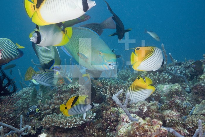 Variety of fish over a Coral Reef, North Ari Atoll, Maldives