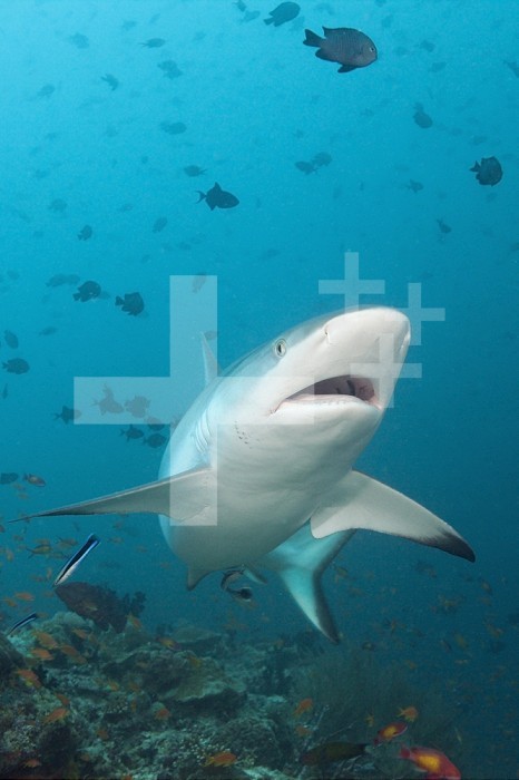 Grey Reef Shark (Carcharhinus amblyrhynchos), North Ari Atoll, Maldives