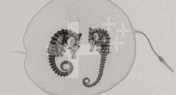 X-ray of Seahorses