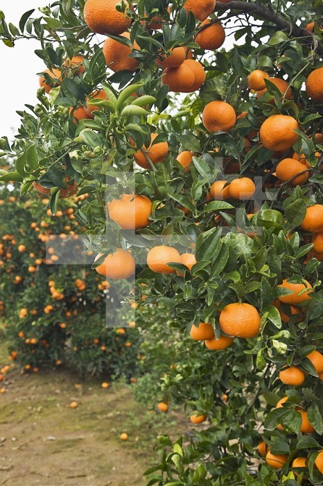 Ripe Mandarines (Citrus reticulata) on orchard trees, Tulare County, California, USA