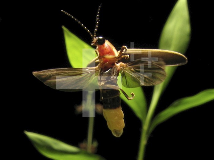 Eastern Firefly (Photinus pyralis), USA