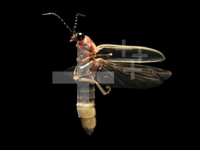 Eastern Firefly flying (Photinus pyralis), USA