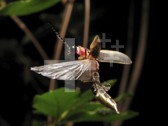 Eastern Firefly flying (Photinus pyralis), USA