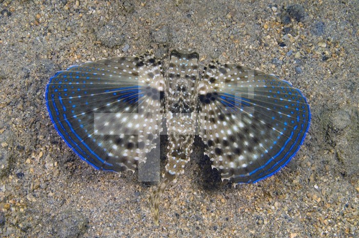 Flying Gurnard (Dactylopterus volitans) with wings open  Netherlands Antilles, Curacao.