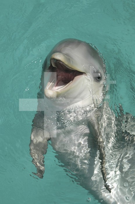 Bottlenose Dolphin (Tursiops truncatus)six month old calf, Dolphin Academy, Seaquarium, Curacao.