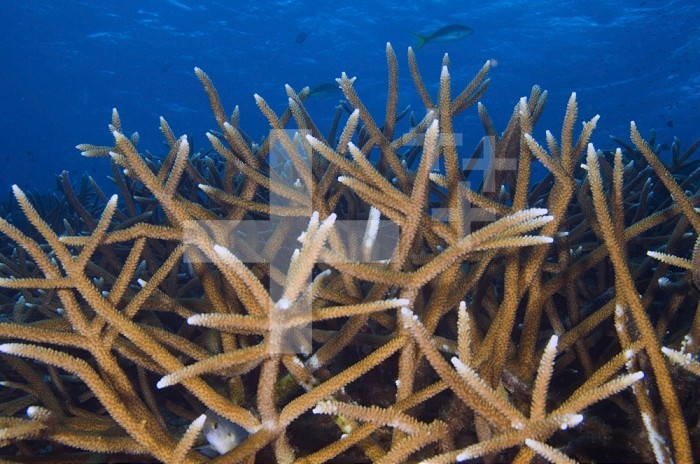 Staghorn Coral (Acropora cervicornis). The antler like racks of cylindrical branches of corals grow in large colonies, the white tips are new coral growth, Netherlands Antilles, Curacao.