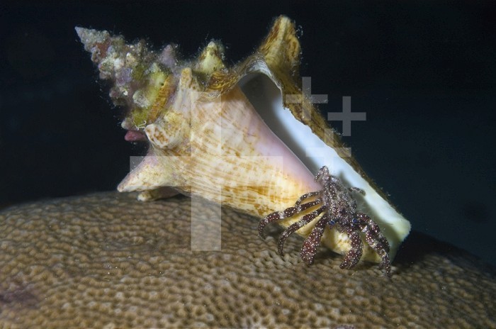 Hermit Crab (Paguristes puncticeps) in sea shell home,  Netherlands Antilles, Curacao.