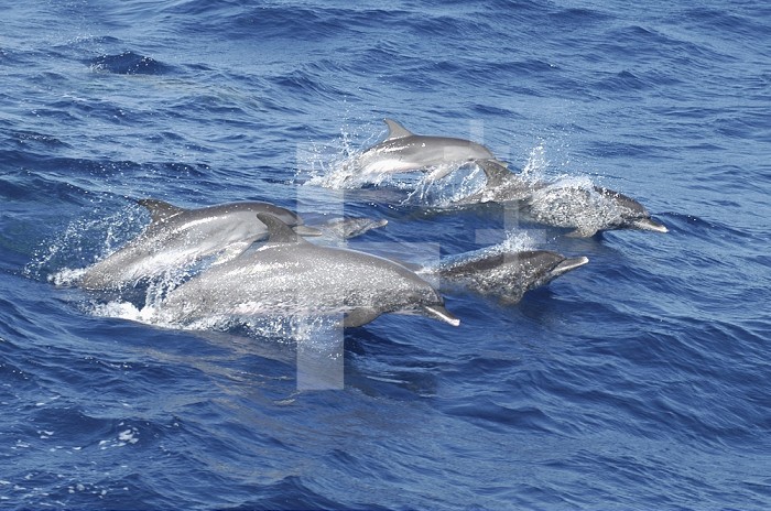 Pod of Pantropical Spotted Dolphins (Stenella attenuata) on the move. Characteristic white-tipped lips evident. Young dolphin at top of group has not yet developed these spots, Netherlands Antilles, Curacao.