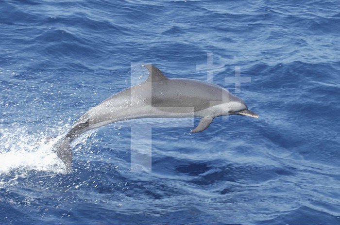 Pantropical Spotted Dolphin (Stenella attenuata) on the move. Characteristic white-tipped lips evident,  Netherlands Antilles, Curacao.