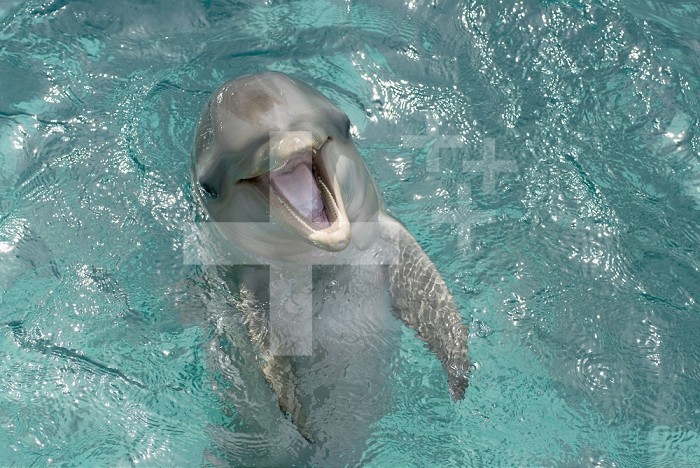 Bottlenose Dolphin calf (Tursiops truncatus) smiling big at six months old, Dolphin Academy, Sea Aquarium, Netherlands Antilles, Curacao.