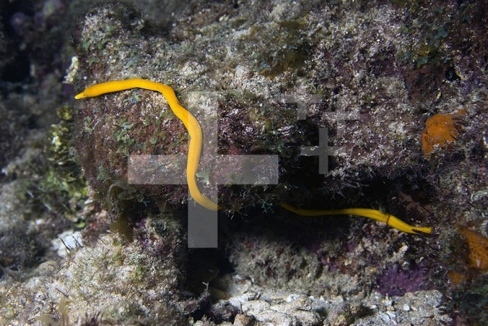 Ribbon Worm out on the reef at night, Netherlands Antilles, Curacao.