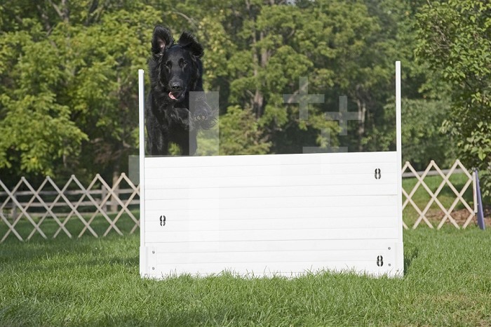 Flat-coated Retriever jumping over a high fence obstacle during obedience and agility training.