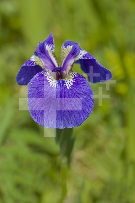 Beachhead Iris, (Iris setosa  setosa), Fort Abercrombie State Park, Kodiak, Alaska.