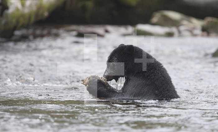 Black Bear (Ursus americanus) sitting in a stream eating a Salmon it just caught. British Columbia, Canada