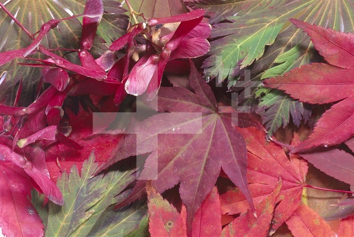 Fall leaves and samaras or seeds of a Japanese Maple (Acer palmatum) and leaves of a Fernleaf Full-moon Maple (Acer japonicum, Aconitifolium variety).