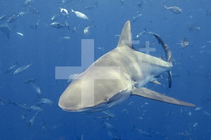 Dusky Shark (Carcharhinus obscurus), Gulf of Mexico.