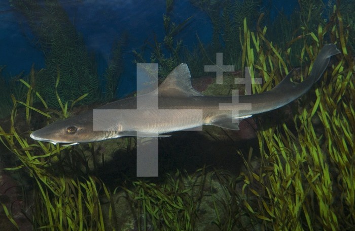 Grey Smoothhound Shark (Mustelus californicus), La Jolla, California, USA. Aquarium specimen.