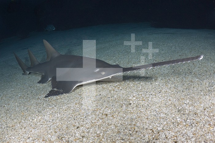 Largetooth Sawfish (Pristis microdon), an inhabitant of both fresh and saltwater environments, Indo-Pacific.