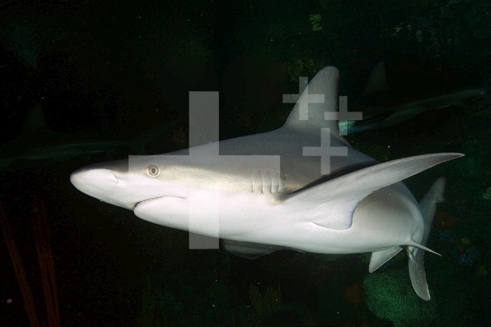 Sandbar Shark (Carcharhinus plumbeus), swimming at night. Texas, USA.