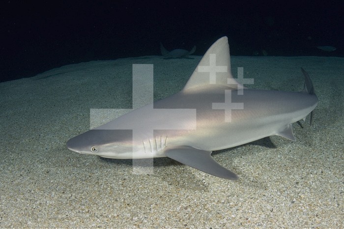 Sandbar Shark (Carcharhinus plumbeus), a wide ranging species in tropical and subtropical seas.
