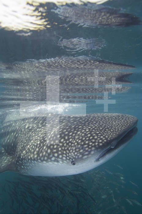 Whale Shark (Rhincodon typus) feeding in the plankton rich waters around Holbox Island, Mexico.
