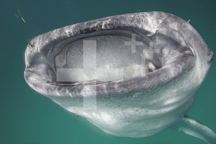 Whale Shark (Rhincodon typus) feeding in the plankton rich waters around Holbox Island, Mexico.