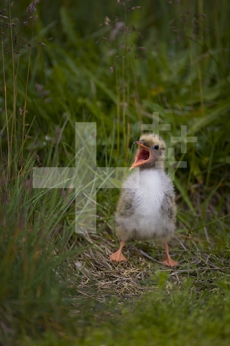A newborn Arctic Tern (Sterna paradisaea) calling and waiting for a parent to return with food, Iceland.