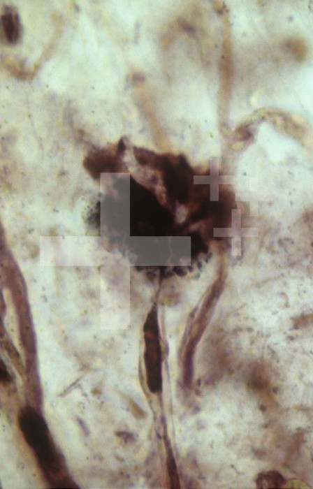 Motor end plate in striated muscle. LM X800.