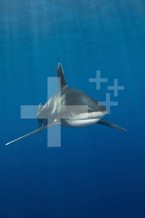 Oceanic Whitetip Shark (Carcharhinus longimanus) Brother Islands, Red Sea, Egypt.