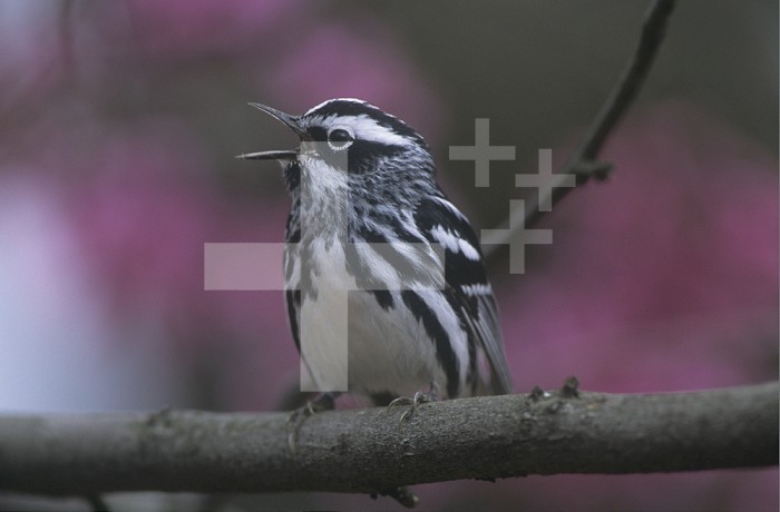 Black-and-White Warbler vocalizing (Mniotilta varia), Ohio, USA.