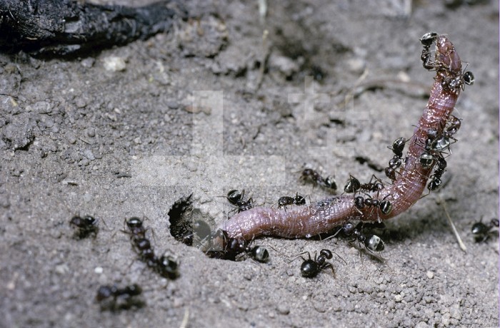 Cooperative effort of Ants subduing Worm Snake prey, Tsumeb, Southwest Africa.