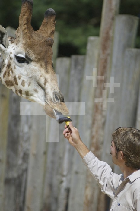 Animal actors shoot, Amazing Animals Ltd, Heythrop Zoo.  Savannah the giraffe is a 6 year old male who is very fond of bananas.  His trainer, Sam Whitbread is 27.  Savannah can be led on a lead, will go to a target or mark and stand on it, attended Elton John´s 60th birthday party and starred in a League of Gentlemen film.