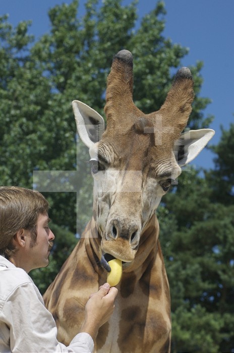 Animal actors shoot, Amazing Animals Ltd, Heythrop Zoo.  Savannah the giraffe is a 6 year old male who is very fond of bananas.  His trainer, Sam Whitbread is 27.  Savannah can be led on a lead, will go to a target or mark and stand on it, attended Elton John´s 60th birthday party and starred in a League of Gentlemen film.