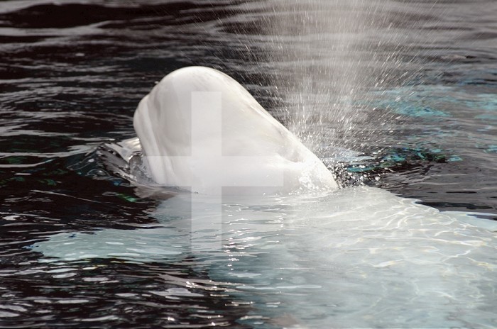 Beluga Whale (Delphinapterus leucas), San Diego, California.