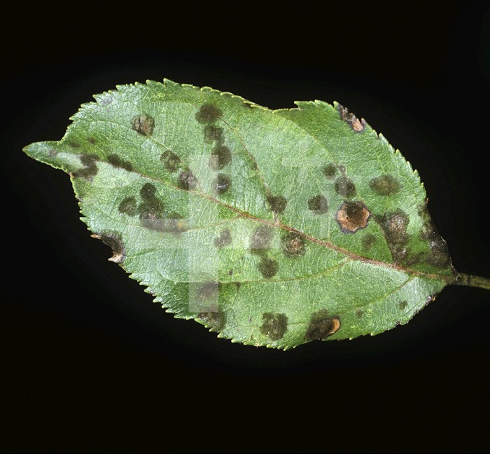 Apple Scab (Venturia inaequalis) germinated from a spore shower on an Apple leaf