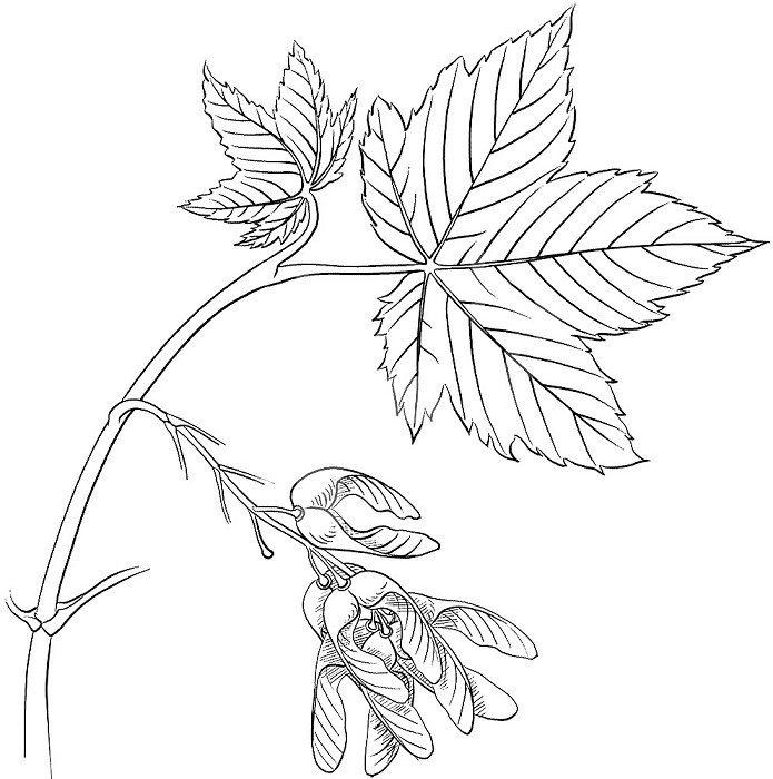 SYCAMORE MAPLE, DRAWING