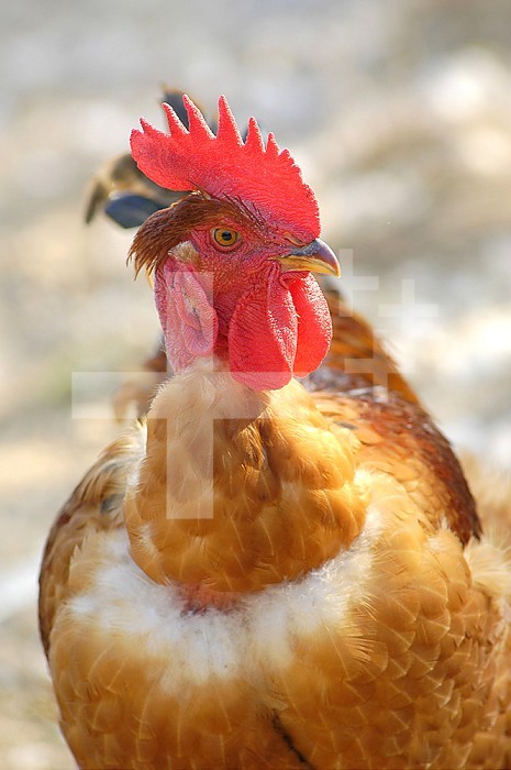 DOMESTIC ROOSTER