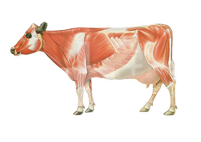 Cow anatomy, drawing