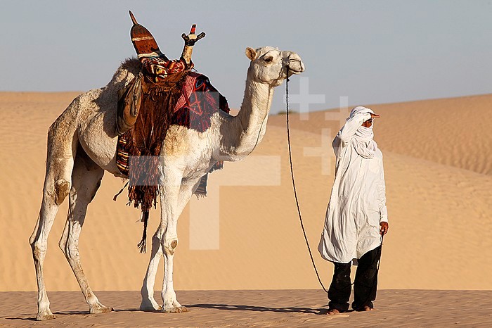 Camel driver gazing in the Sahara desert.