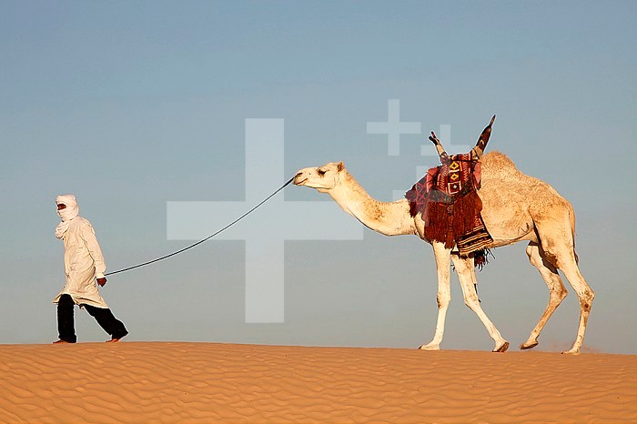 Camel driver in the Sahara desert.