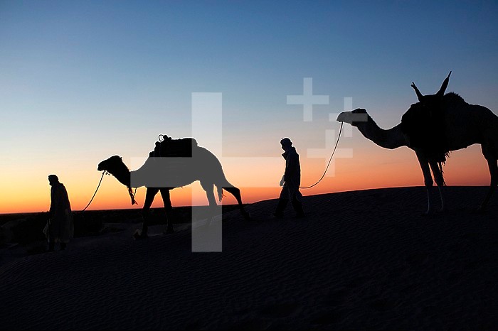 Camel drivers at dusk in the Sahara desert.