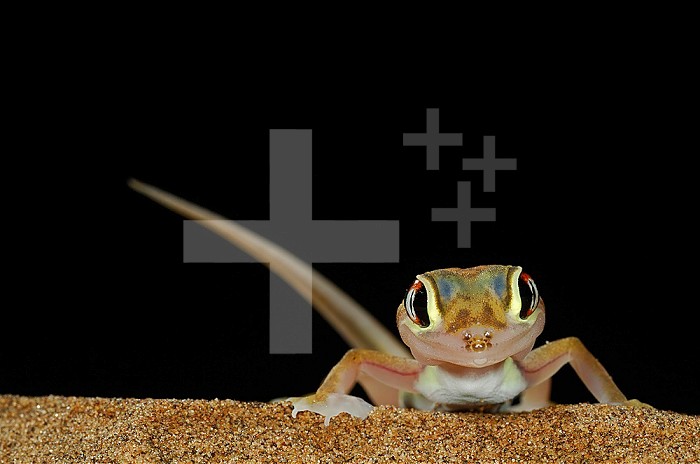 Web-footed Gecko (Palmatogecko rangei) on a sand dune in the Namib Desert, Namibia.