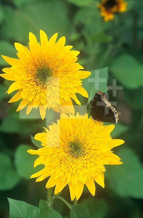 Sunflower (Helianthus annuus) with a Morning Cloak Butterfly.