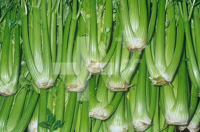 Celery (Apium graveolens, var. dulce) native to Western and Southern Europe.